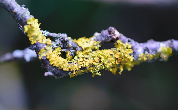 closeup, copac, lichen, scoarţă de copac, naturale, Parcul, primavara