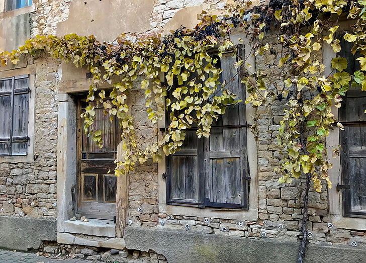 wino, ściana, fasada, liście winogron, stary budynek, fasada domu, kamienny mur