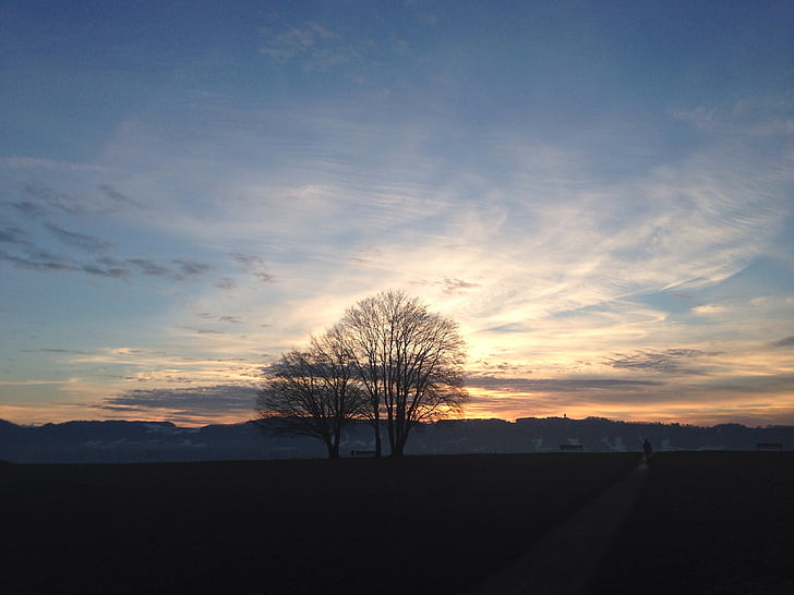 tree, sky, sunset, zollikon, switzerland, nature, mood