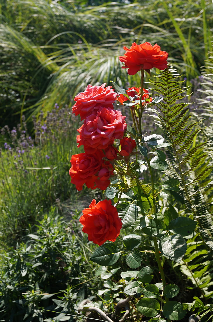 rozen, Wildrose, rood, plant, Rose familie, natuur, bloemen