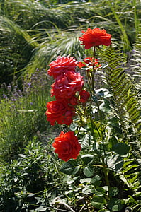 roser, Villrose, rød, anlegget, Rosefamilien, natur, blomster