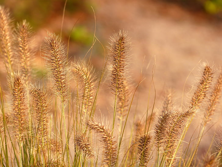 grasses, plant, nature, summer, evening sun, cereal plant, agriculture
