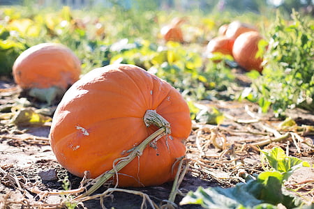 giant pumpkins, pumpkins, autumn, fall, orange, harvest, season