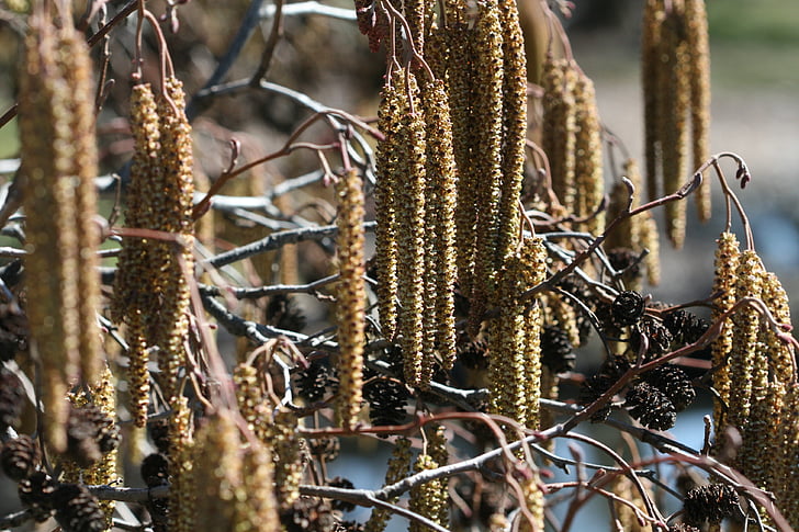 catkins, nature, spring, plant, branch, twig, growth