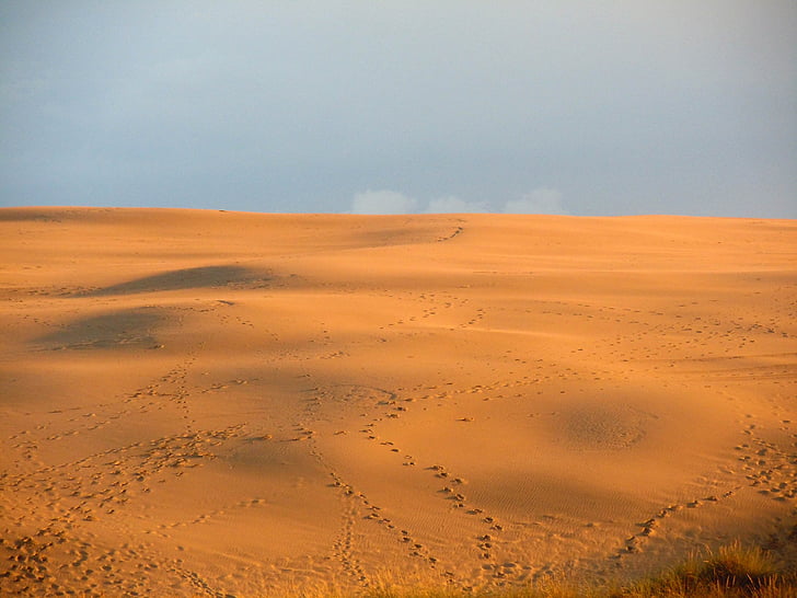 Duna de areia, dunas, deserto, traços, pôr do sol, luz do sol
