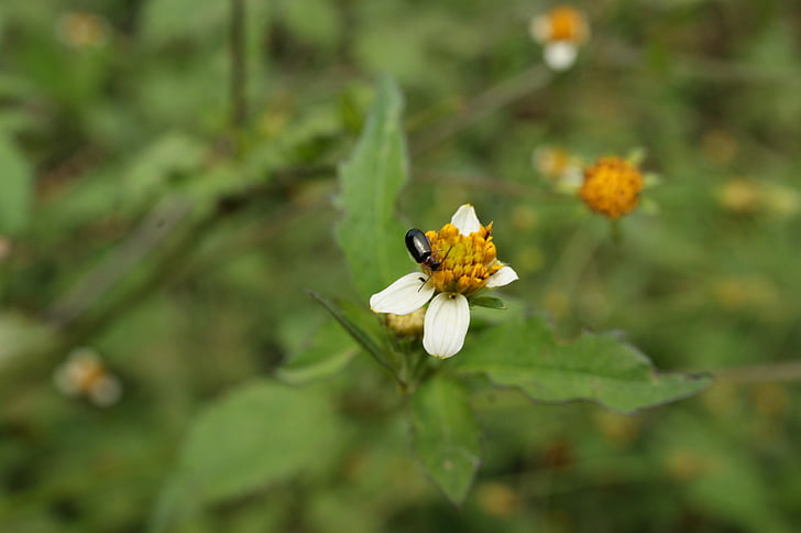 Příroda, Finlandia, Cauca, Kolumbie, hmyz, včela, květ