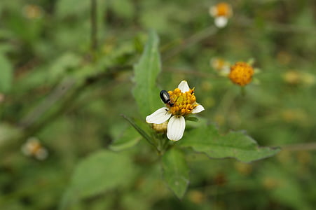 alam, Finlandia, quindio, Kolombia, serangga, lebah, bunga