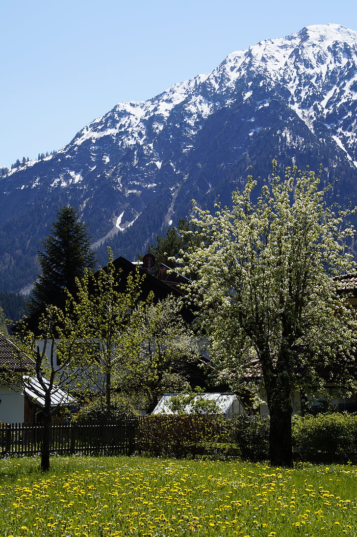 Alpine, Allgäu, forår, Blossom, Bloom, Allgäu Alperne, bjerge