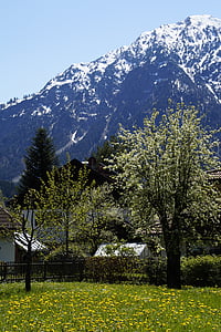 Alpine, Allgäu, jar, kvet, kvet, Allgäuské Alpy, hory