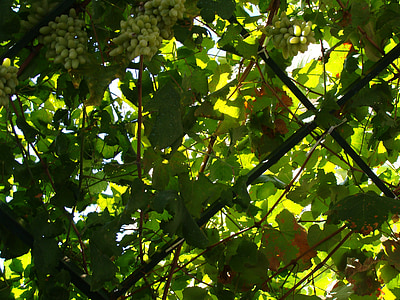 sicily, italy, corleone, nature, grapes, fruit, green