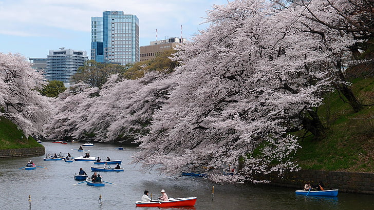 boat, cherry blossom, park, river, spring, tokyo, tree