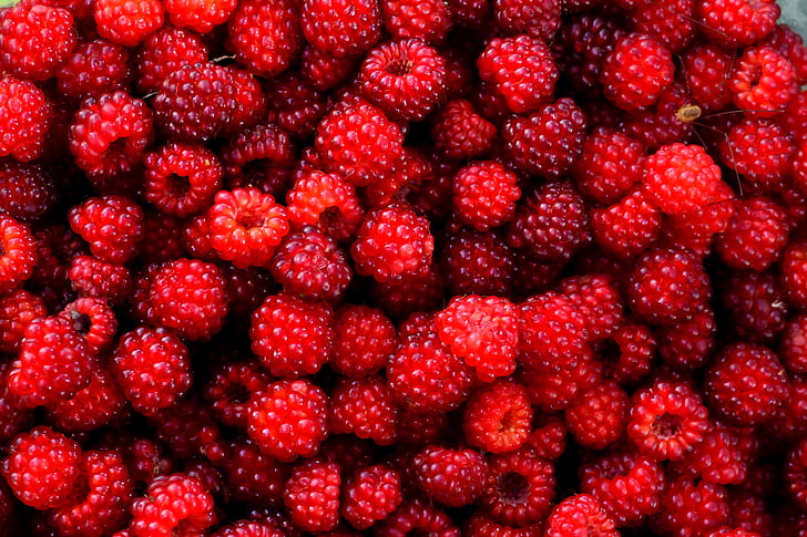 Raspberry, merah, Berry, buah, liar, mengumpulkan, tanaman