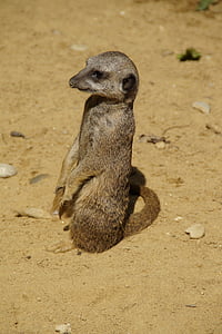 meerkat, cute, animal world, sand, zoo, dry, curious
