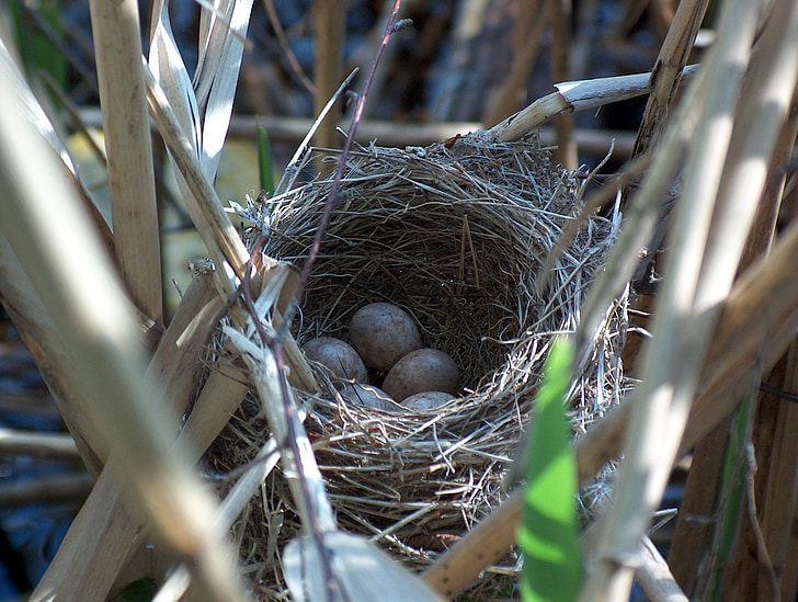 cuib, Bird's nest, incubator, rasa, natura, locul cuiburi, Scrim