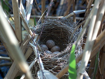 nest, bird's nest, hatchery, breed, nature, nesting place, scrim