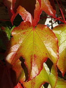 wine partner, vine, autumn leaf, color, autumn, leaves, fall foliage