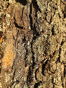 樹皮, ログ, ツリー, 自然, 族, 木の樹皮, 背景