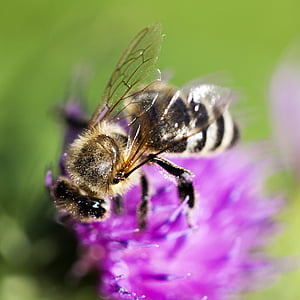 abella, trèvol, flor rosa, detall, insecte, natura, macro