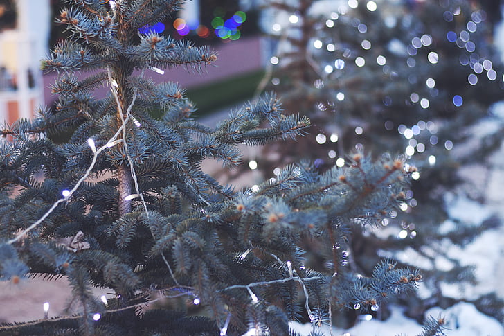 Božićna svjetla, božićno drvce, dekoracija