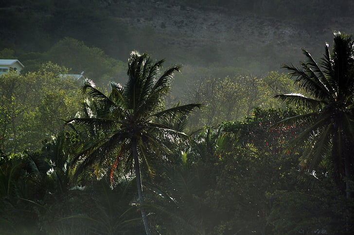 Martinique, Karibien, tropikerna, Palm, landskap, Holiday, paradis