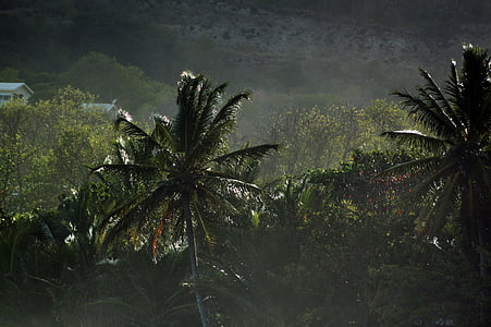マルティニーク島, カリブ海, 熱帯地方, パーム, 風景, 休日, パラダイス