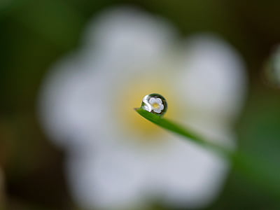 flower, blur, water, drops, outdoor, nature, plant