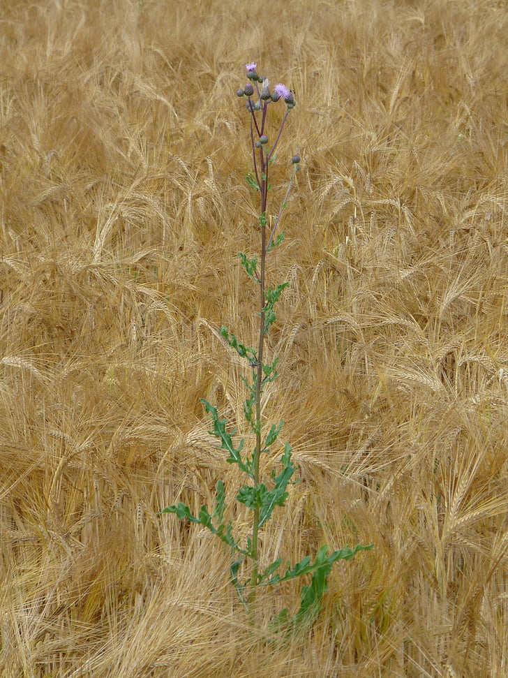 wheat field, thistle, weed, arable, corn ear, wheat, wheat spike