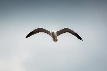 bird, flight, flying, gull, seagull, wings, nature