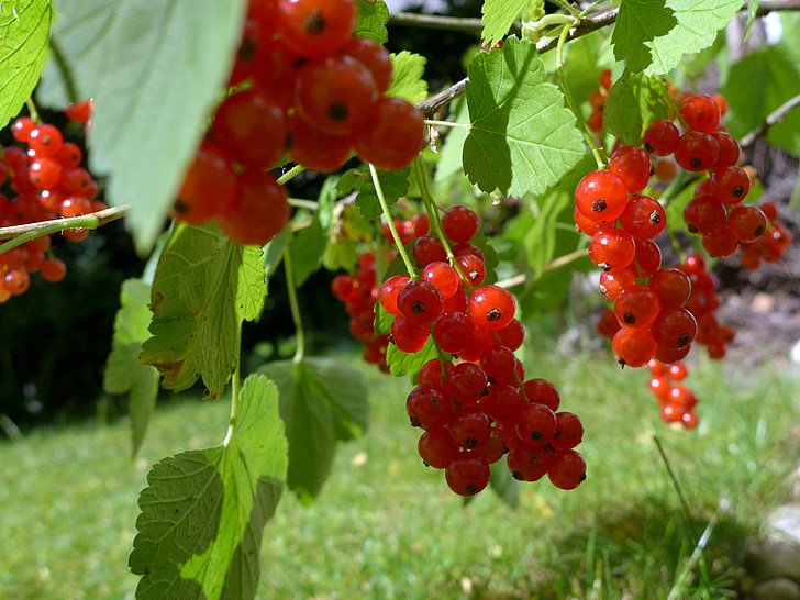 raisins de Corinthe, petits fruits, moment de la récolte, rouge, vert, jardin, Bush