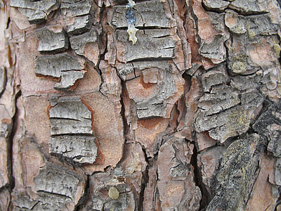 árbol, naturaleza, zoom, cerrar, textura, patrón de, corteza
