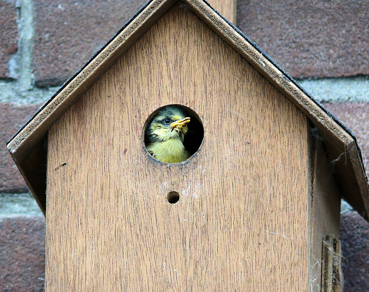 fuglen, pimpelmeesje, Birdhouse