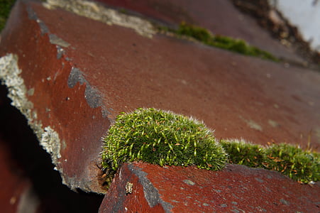 væg sten, vindueskarm, Moss, grøn, makro