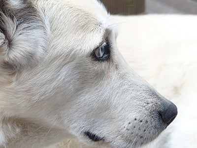 hund, vit, ansikte, ögon, porträtt, profil, päls