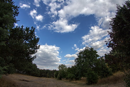 oblaky, stromy, fish-eye objektív