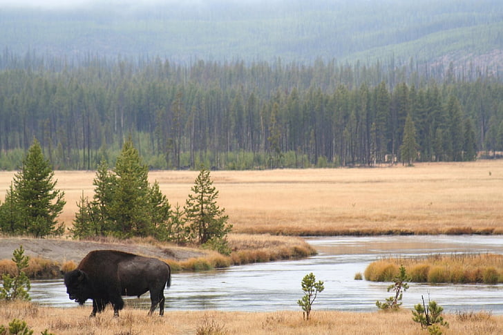 bison, Buffalo, rivier, Stream, water, bomen, heuvels