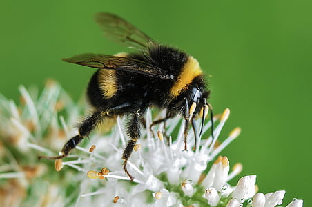 Closeup, photographie, Bumble, abeille, blanc, pétales, fleur