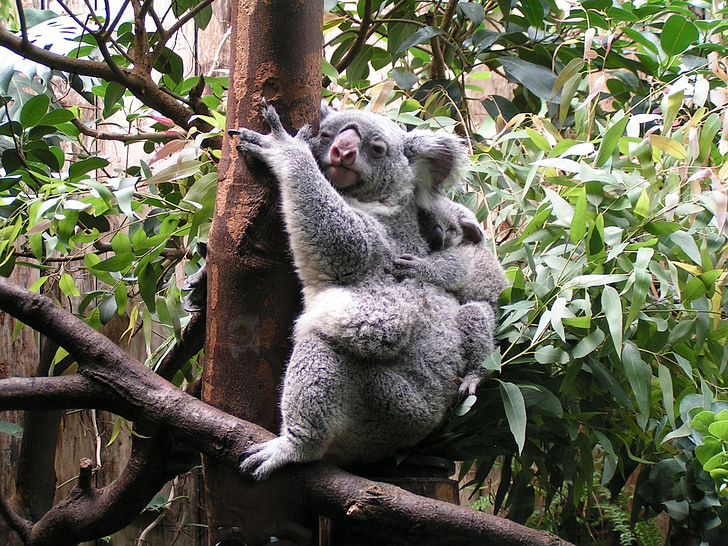 Koala, baby, schattig, zoogdier