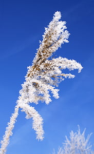 leann, blade of grass, winter, frost, cold, rime, white