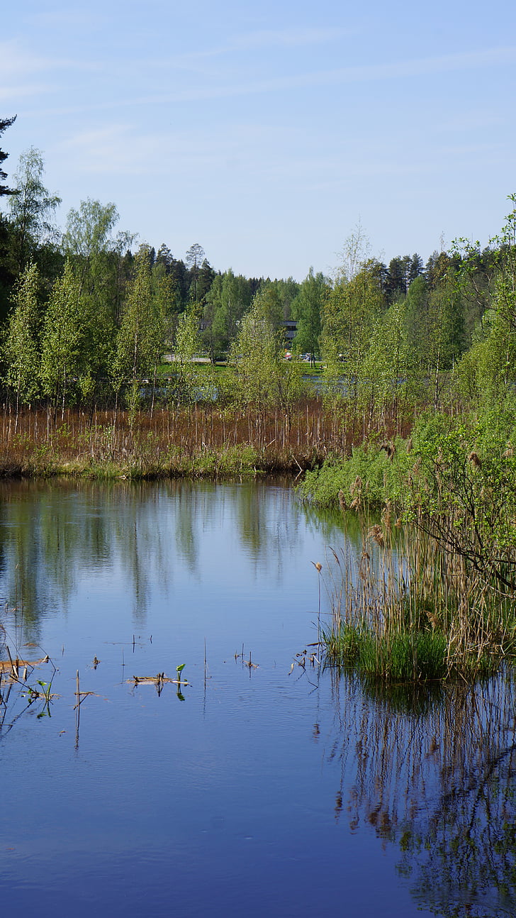 Soome, maastik, soos, jõgi, märgala, pilliroog, vett, peegeldus