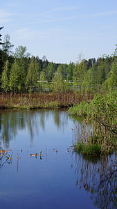 finsk, landskab, sump, floden, vådområde, siv, refleksion fra vandet
