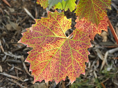 잎, 포도 나무, 붉은 잎, 가, 반투명, 자연, 시즌