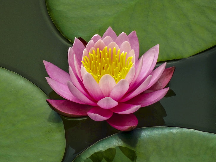 kwiat lotosu, Lotus, Jezioro, kwiaty, lilia wodna, lotosu lilia wodna, Natura