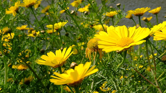 λουλούδια, Οι μαργαρίτες, Κίτρινο, άνοιξη, Κήπος, φύση, λουλούδι