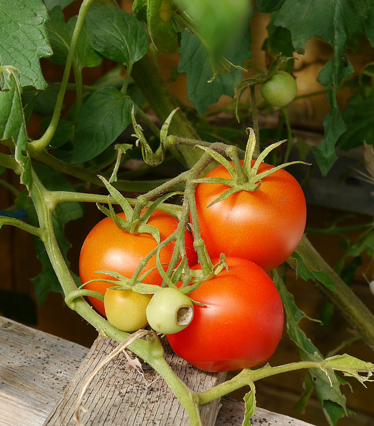tomate, jardim, produtos hortícolas, tomate, vegetal, comida, frescura