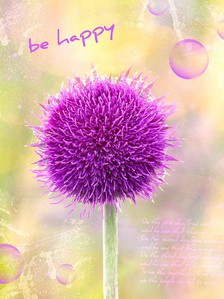 spiny thistle, thistle, globe thistle, purple, greeting card, font, nature