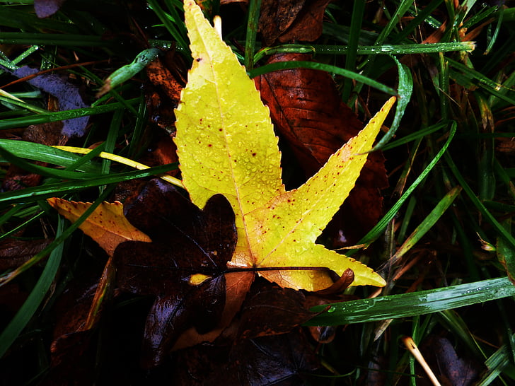 трава, лист, Листва, Осень, Осенние листья, желтый, цвета