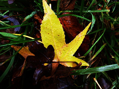grass, sheet, foliage, autumn, autumn leaves, yellow, colors