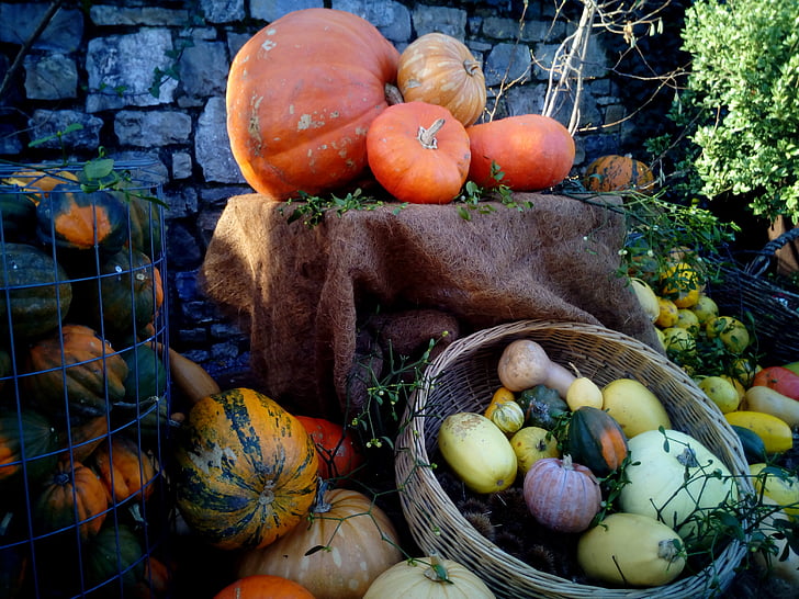 pumpkins, squash, cucurbits, plants, fruits, botanic garden, gijón