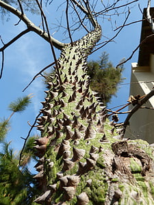 Ceiba speciosa, arbre cannelé, épi, Turquie, insolite, arbre, nature