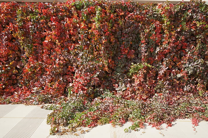 zhangye, vackra höstlöv gyllene -3, landskap, Plant vägg, vinstockar